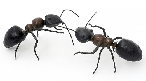 Sección de: Hormigas grandes. Instalación de 10 piezas.