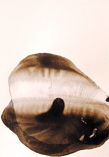 S/T XXXII, Guillermo Fernández-Díez