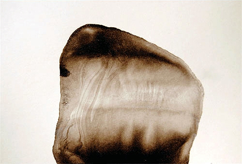 S/T XXIX, Guillermo Fernández-Díez