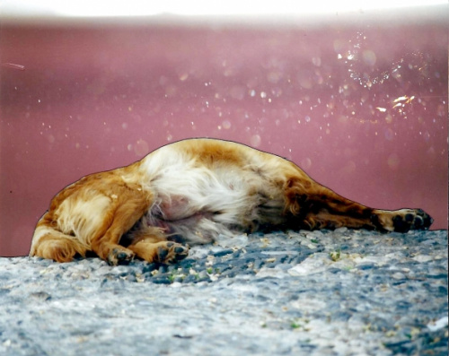 Perro, Tirso Catalán de Ocón