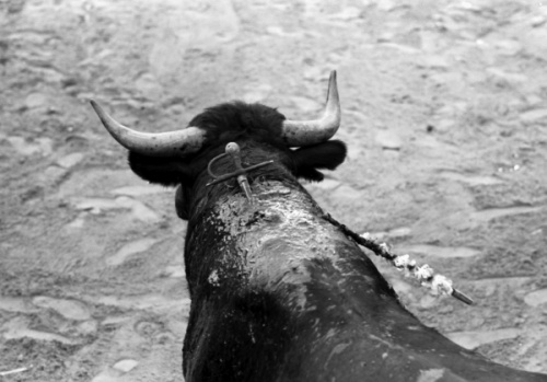 Toro estocado, Hernán Díaz