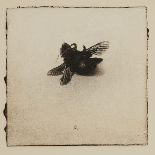 Abeja Carpintera, Marta de la Sota