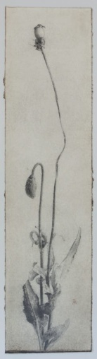 Amapola, Marta de la Sota