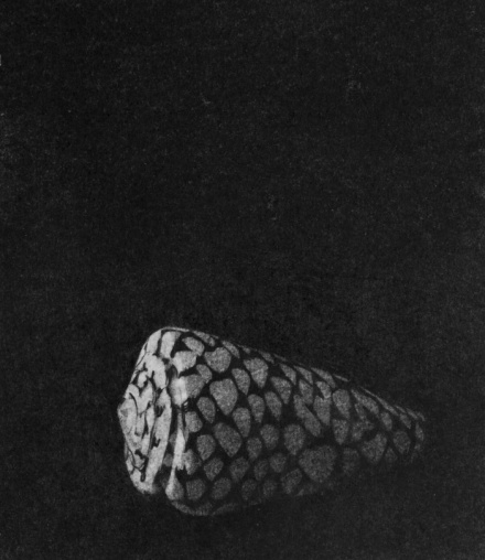 cono marmóreo, Marta de la Sota