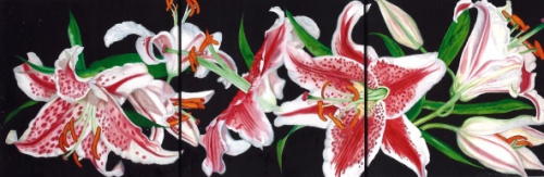 Lilium Pantera., Cristina Duclós