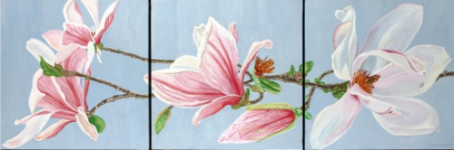 Magnolia Soulangiana., Cristina Duclós
