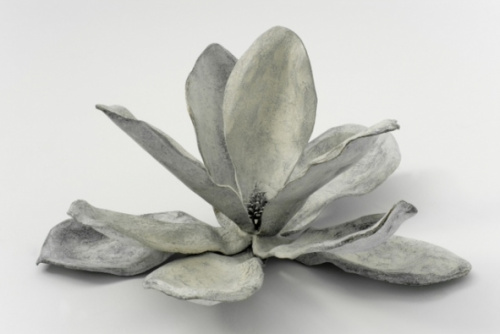 Magnolia blanca., Cristina Duclós