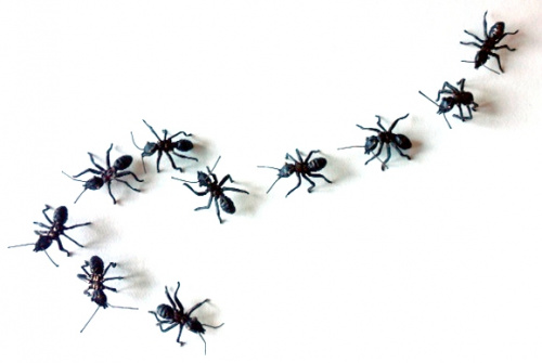 10 hormigas pequeñas.