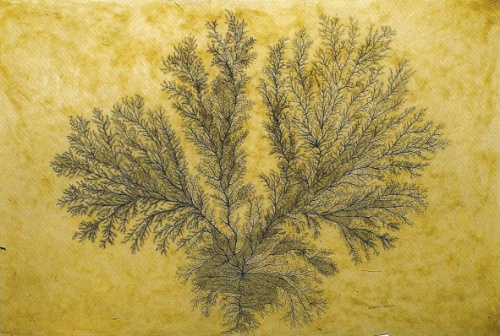 Alga en filamento., Cristina Duclós