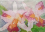 Orquideas.